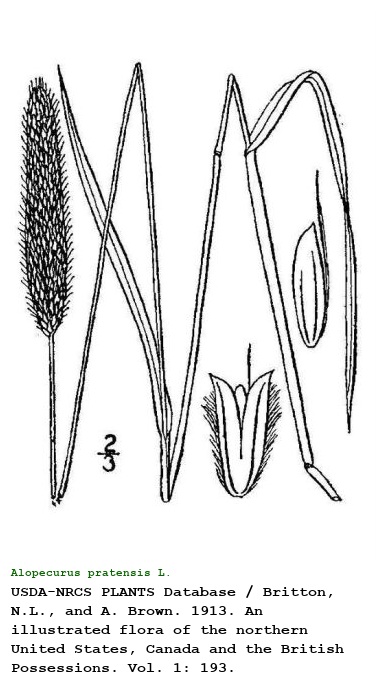 Alopecurus pratensis L.
